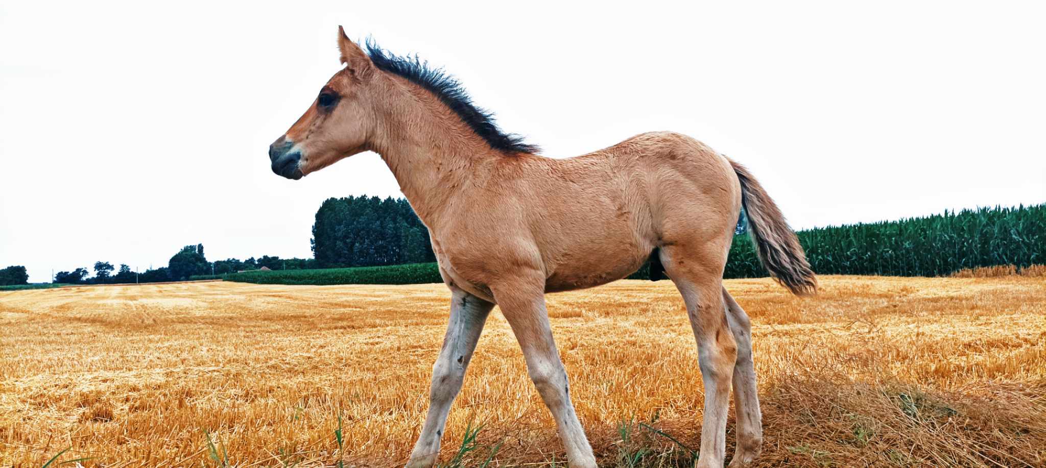 Csikók