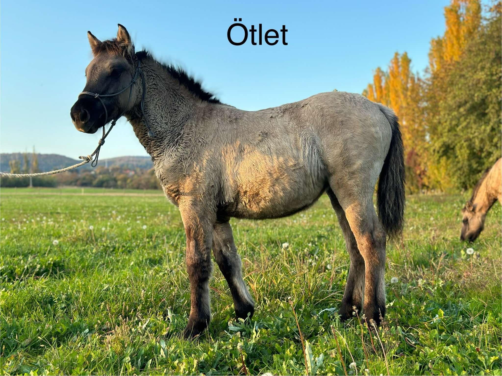Tooltip image